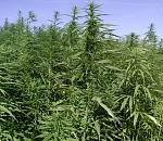 Невезучий: астраханец не нашел работу и попался с наркотиками