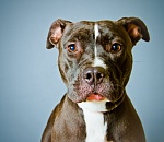 Полиция проводит проверку в отношении хозяйки питбуля, напавшего на беременную астраханку