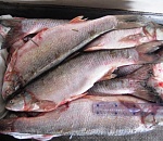 Полиция задержала водителя из Пензы с 666 килограммами рыбы, купленной у астраханских браконьеров