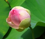 Лотос зацвел в Астраханской области позже из-за затяжного паводка