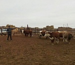 Дело на миллион: трое астраханцев пойдут под суд за похищение коров