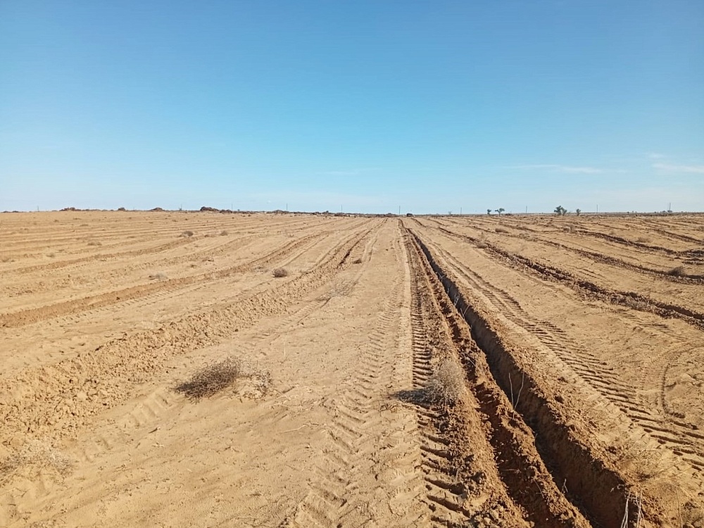 В Астраханской области сохраняют лес с помощью джузгуна