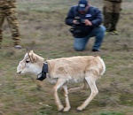 Как под Астраханью на волю сайгака выпускали: эксклюзивные кадры