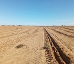 В Астраханской области сохраняют лес с помощью джузгуна