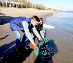 На Городском острове астраханцы выпустили в воду 2 центнера молоди сазана