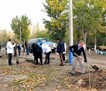 На Бульваре Победы высадили несколько десятков тополей