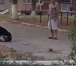 Астраханец натравил своего охотничьего пса на бездомного кота на территории школы