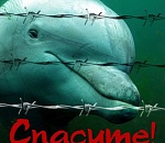 Астраханцы требуют закрыть гастролирующий в городе дельфинарий