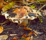 МТС ускорила интернет в грибных местах Астраханской области