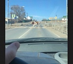 В Астрахани сфотографировали законопослушного рогатого пешехода