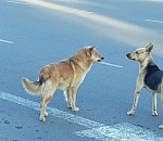 Чипированные собаки все-таки кусаются, проверено на астраханце