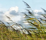 МЧС предупреждает: сегодня в Астраханской области ветер может оказаться очень крепким