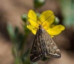 Астрахань атакуют опасные мотыльки