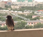 К астраханцам залетела неизвестная дикая птица