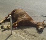 Астраханец на «Мерседесе» врезался в табун лошадей: пострадал двухлетний пассажир иномарки