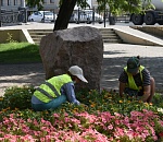 Аварийные деревья опиливают на территории астраханских школ