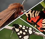 В Астраханском заповеднике живут медведицы