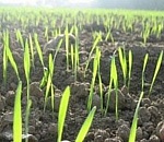 В Астраханской области засеяно почти 24 тысячи гектар