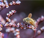 Записки астраханского натуралиста. О видеосъемке насекомых
