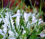 Внимание! К воскресенью в Астраханской области грянут заморозки