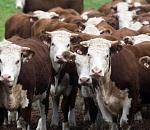 По Астраханской области распространяется опасное заболевание животных