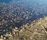 В Астрахани на видео попали жуткие кадры массовой гибели рыбы