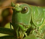 Саранча продолжает нашествие в Астраханской области