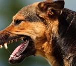 Чиновник администрации Астрахани заплатит штраф в 100 тысяч за 2000 случаев нападения собак