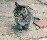 Астраханцев приглашают на выставку ко Дню бездомных животных