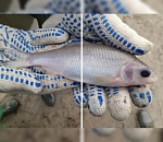 Под Астраханью рыбаки поймали нечто очень странное