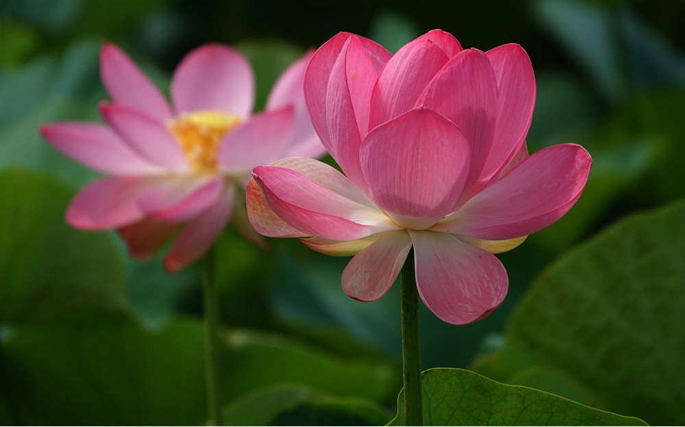 В Астраханской области распустились первые лотосы