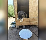 Астраханский приют «Верный друг» остался без запасов корма для полутора тысяч собак
