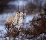 Записки астраханского натуралиста. Сайгаки вернулись