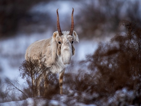 Записки астраханского натуралиста. Сайгаки вернулись
