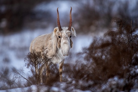Записки астраханского натуралиста. Сайгаки вернулись