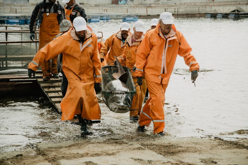 Из Астрахани в Грузию экспортировали более 12 тонн рыбы