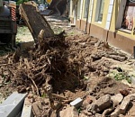 На улице Кирова в Астрахани появятся новые сорта деревьев