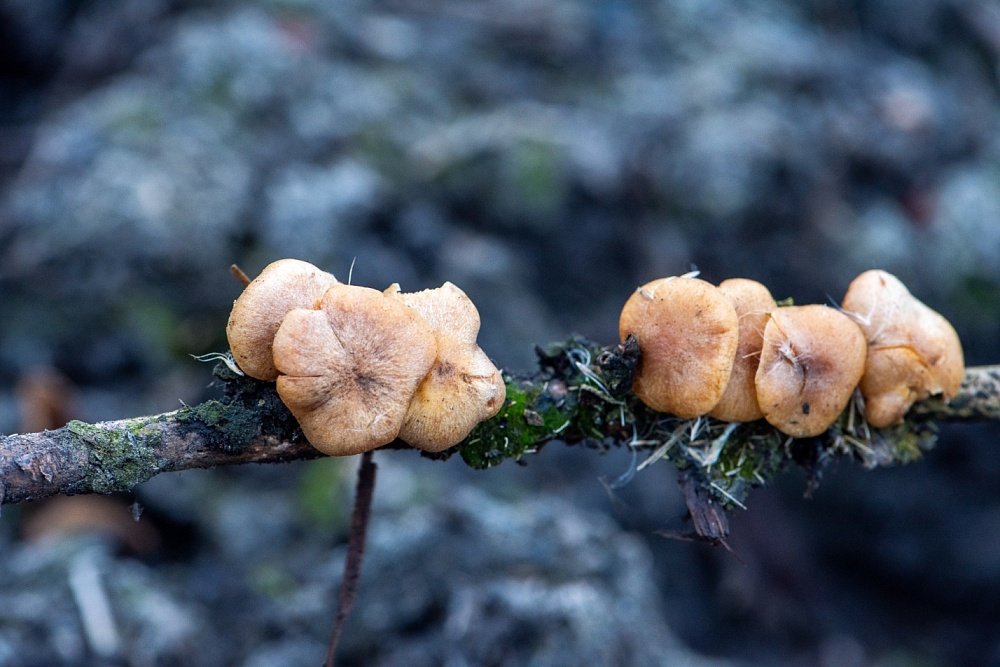 Записки астраханского натуралиста. Что такое камышовые опята, и с чем их едят