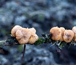 Записки астраханского натуралиста. Что такое камышовые опята, и с чем их едят