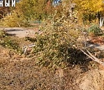 В Астрахани на Красной набережной варварски расправились с деревьями