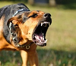 В России могут принять закон об уголовной ответственности чиновников за нападение собак