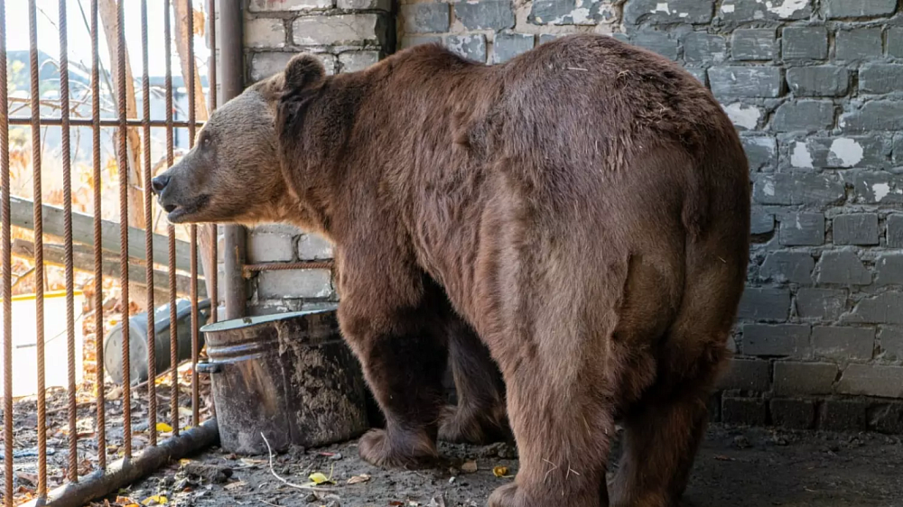 Волгоградские волонтеры спасли медведя из Астраханской области, видео