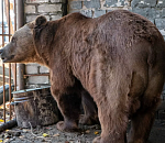 Волгоградские волонтеры спасли медведя из Астраханской области, видео