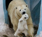 Предварительные итоги выборов в Госдуму РФ по Астраханской области на 11:00