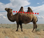 Астраханские палеонтологи «нарыли» безгорбого верблюда