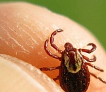 Клещи атакуют астраханцев. Уже более 1000 случаев