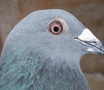 Астраханец пытался выдать наркотики за корм для голубей