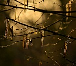 В Астрахань приходит весна