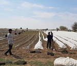 Приехавшие из Узбекистана трудовые мигранты работали в Астраханской области незаконно