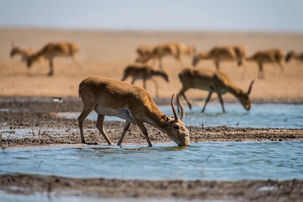 Записки астраханского натуралиста. Живые достопримечательности природы